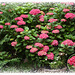 hydrangeas ...flower greetings from my garden :-)