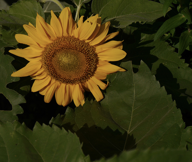 Sunny Flower (thirds)