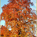 Rotbuche im Herbst... ©UdoSm