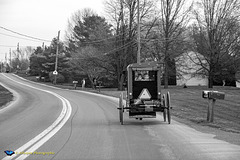Amish horse buggy