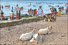 Les vaches à la plage