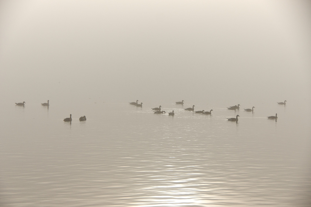 tranquility in the fog