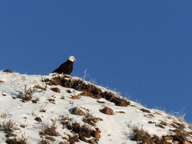 Bald Eagle in the Badlands of Alberta