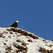 Bald Eagle in the Badlands of Alberta