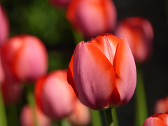 tulipani per il 25 Aprile