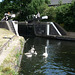 Coppermill Lock ~ Grand Union Canal ~ This swan still has six of her seven cygnets remaining ~ that is pretty good