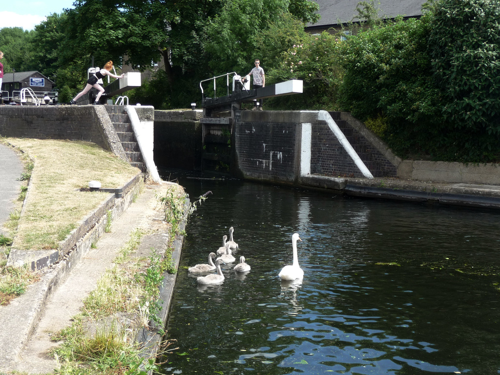 Coppermill Lock ~ Grand Union Canal ~ This swan still has six of her seven cygnets remaining ~ that is pretty good
