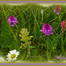 Bundwiesen Blumen mit Orchideen