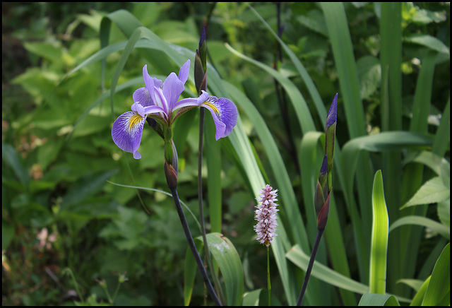 Iris robusta (3)