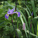 Iris robusta (3)