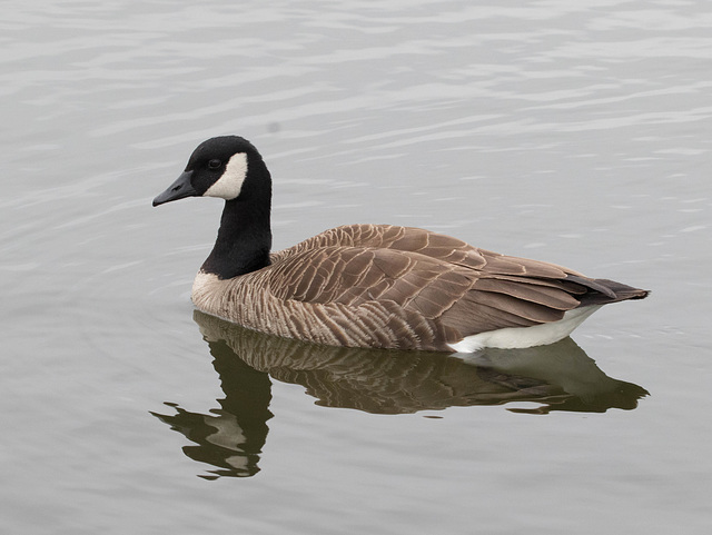 Canadian Canada Goose