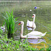 Family  Swan (3)