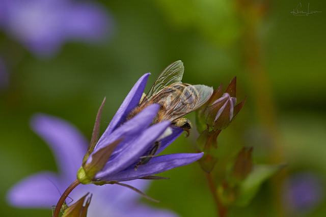 Biene in Glockenblume (mit Heuschrecke)