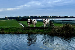 Cows in Stompwijk