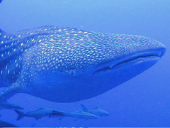 Requin-baleine : Blue Planet