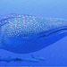 Requin-baleine : Blue Planet