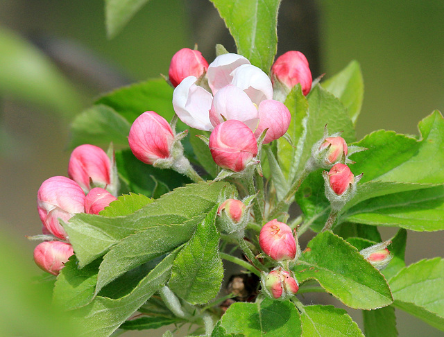 Apfel-Blütenknospen