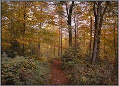 Autumn colours - 'Ladybank wood' Eckington - Sheffield.