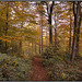 Autumn colours - 'Ladybank wood' Eckington - Sheffield.