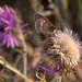 #44- A butterfly, Coenonympha pamphilus on Galactites tomentosus