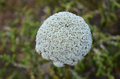 Snowball System Flower