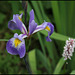 Iris x robusta (1)