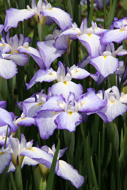 Irises (Explored)