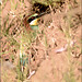 Merops apiaster, Abelharuco.