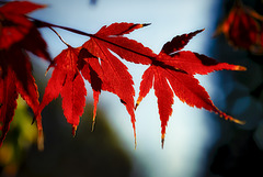 Three Red Leaves