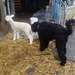 Elvis keeps the lambs clean