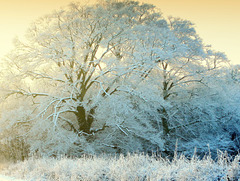 Misty sunshine and frosted trees