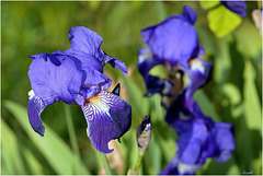 Iris Bleu ...