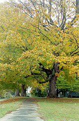 Fall Tree 2019