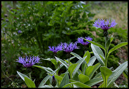 Centaurea montana Centaurea montana