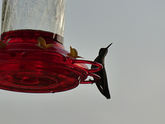 Kolibri -1