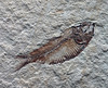 fish fossil 20150905 172140
