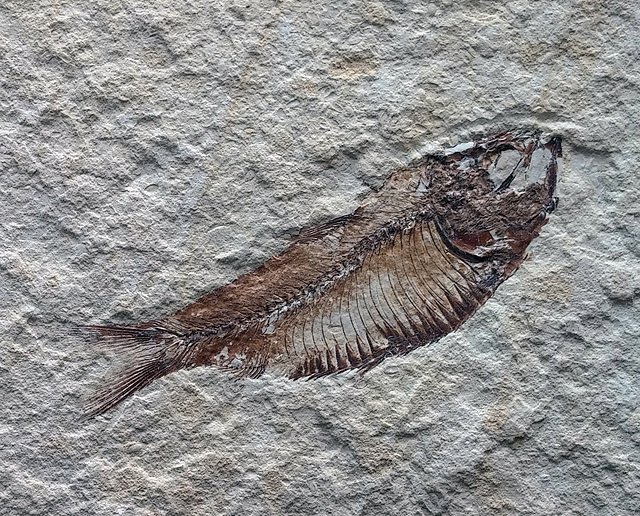 fish fossil 20150905 172140