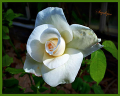 Cette Rose pour vous souhaiter un bon we ensoleillé à tous !