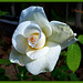 Cette Rose pour vous souhaiter un bon we ensoleillé à tous !