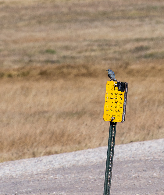 A blue bird on its post at the Valles caldera6