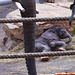 Dresdner Zoo - freudig begrüßter Nachwuchs