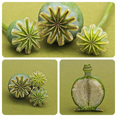 Poppy Seed Head Collage