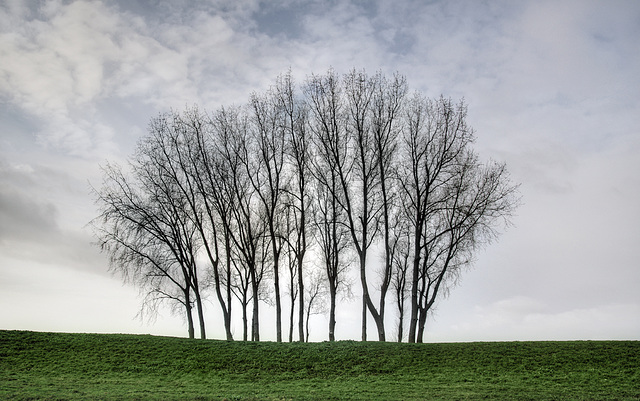 Some trees in the polder.