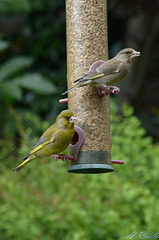 Herbs garden birds, juvenile Green finch and female adult