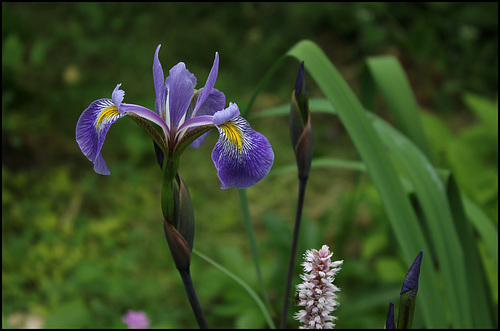 Iris x robusta (2)