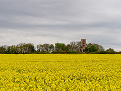 Racton Monument and Oilseed Rape (+PiP)