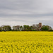Racton Monument and Oilseed Rape (+PiP)