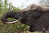 South Africa Kruger Park IGP8325