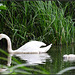 Family Swan  (2)