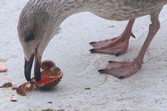 Juvenile herring gull enjoys a raw clam
